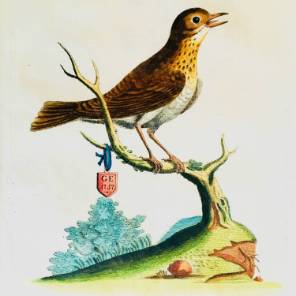 10 18th English Bird Engravings